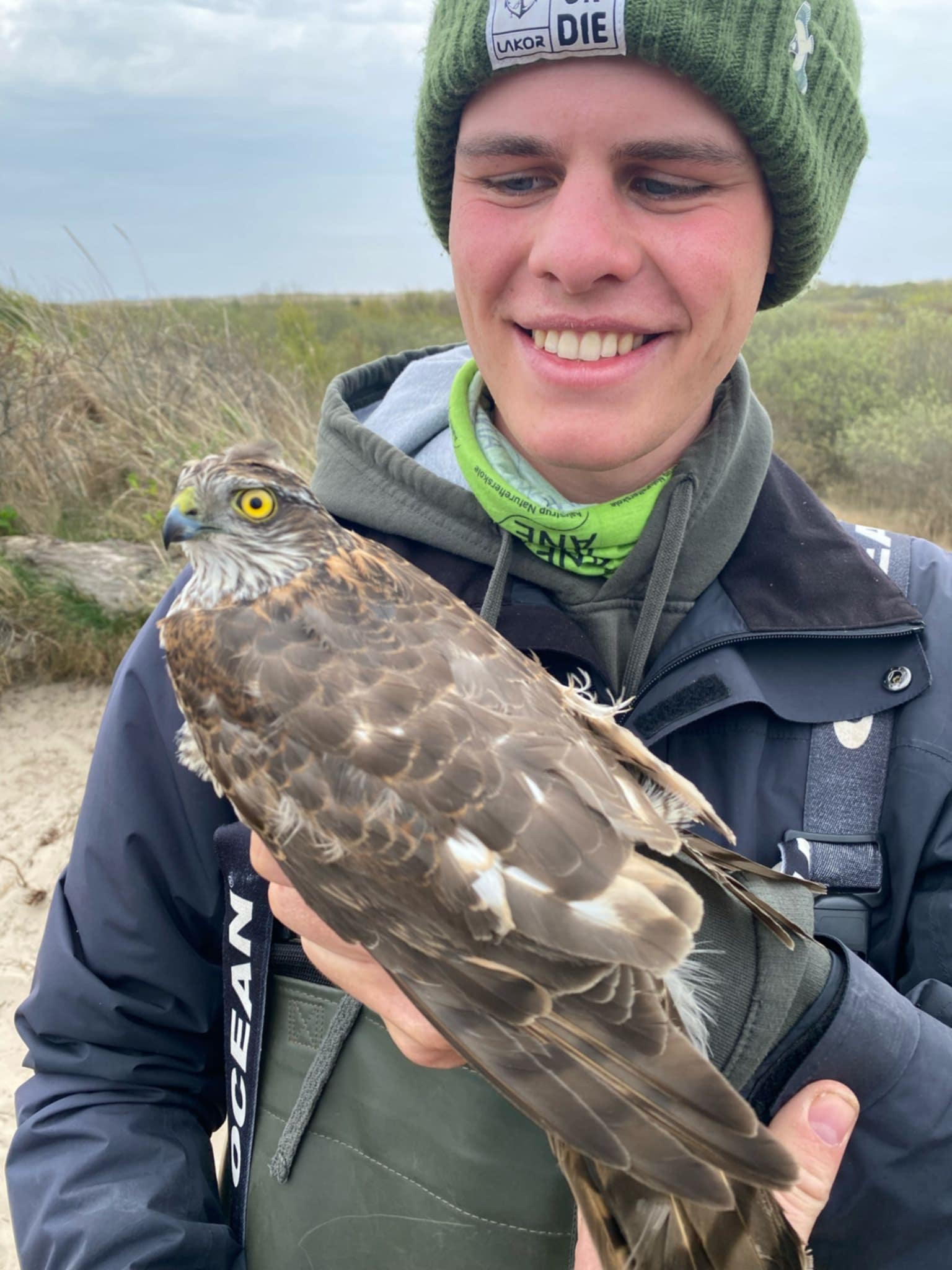 Spurvehøg har fanget en Tue