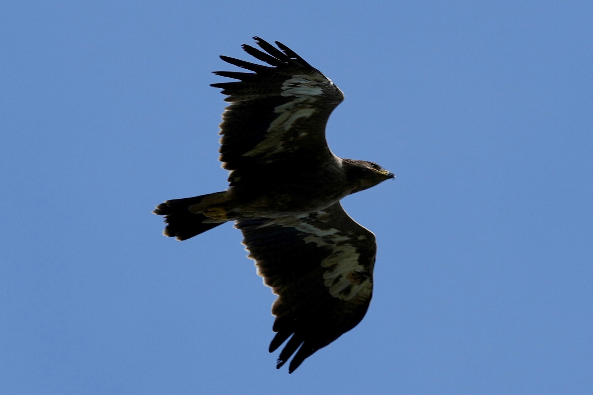 Steppe Eagle Soren Leth Nissen