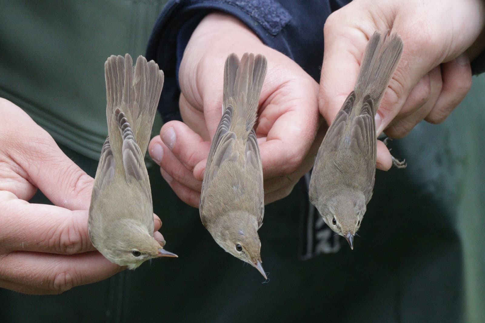 The three warblers 2