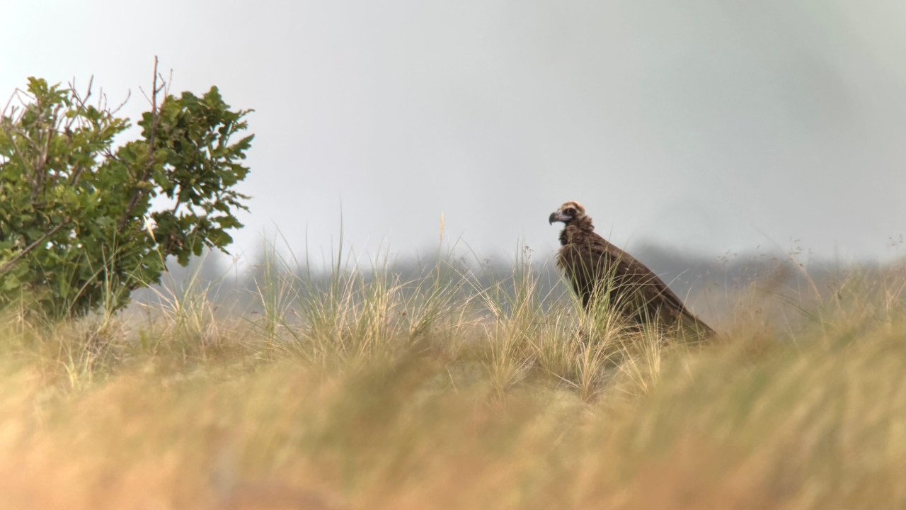 Vulture-20260718.jpg