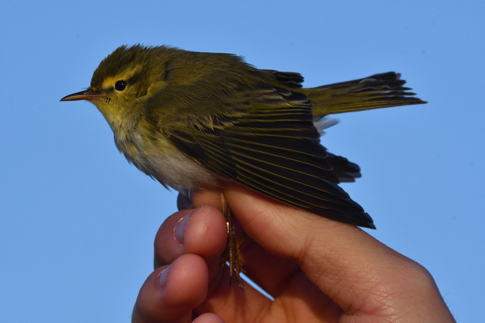 WhatsApp Image 2025 05 01 at 22.56.37 6674a304