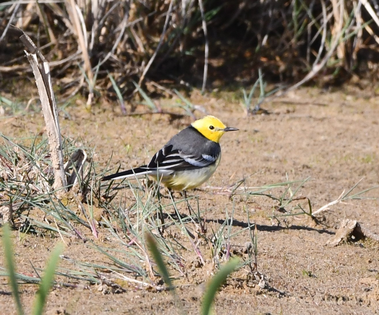 WhatsApp Image 2025 05 02 at 18.36.33 1