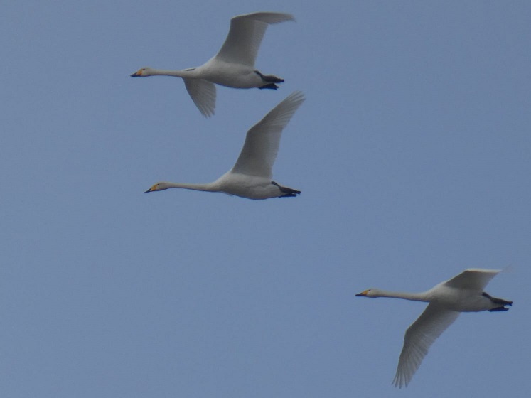 Whoopers_Grenen_07112024.jpg