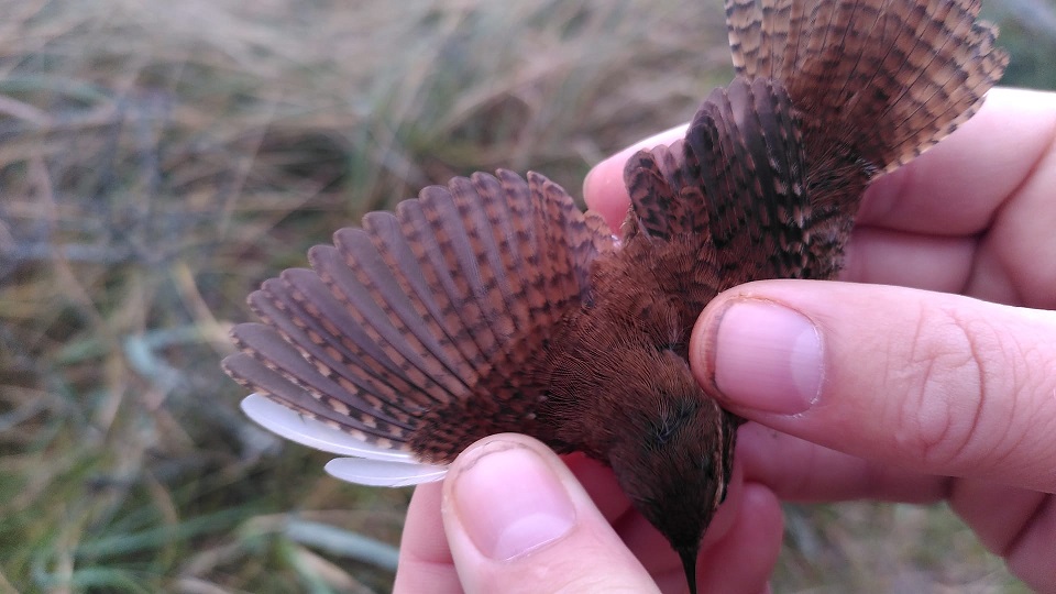 Wren_KAB_18102024.jpg