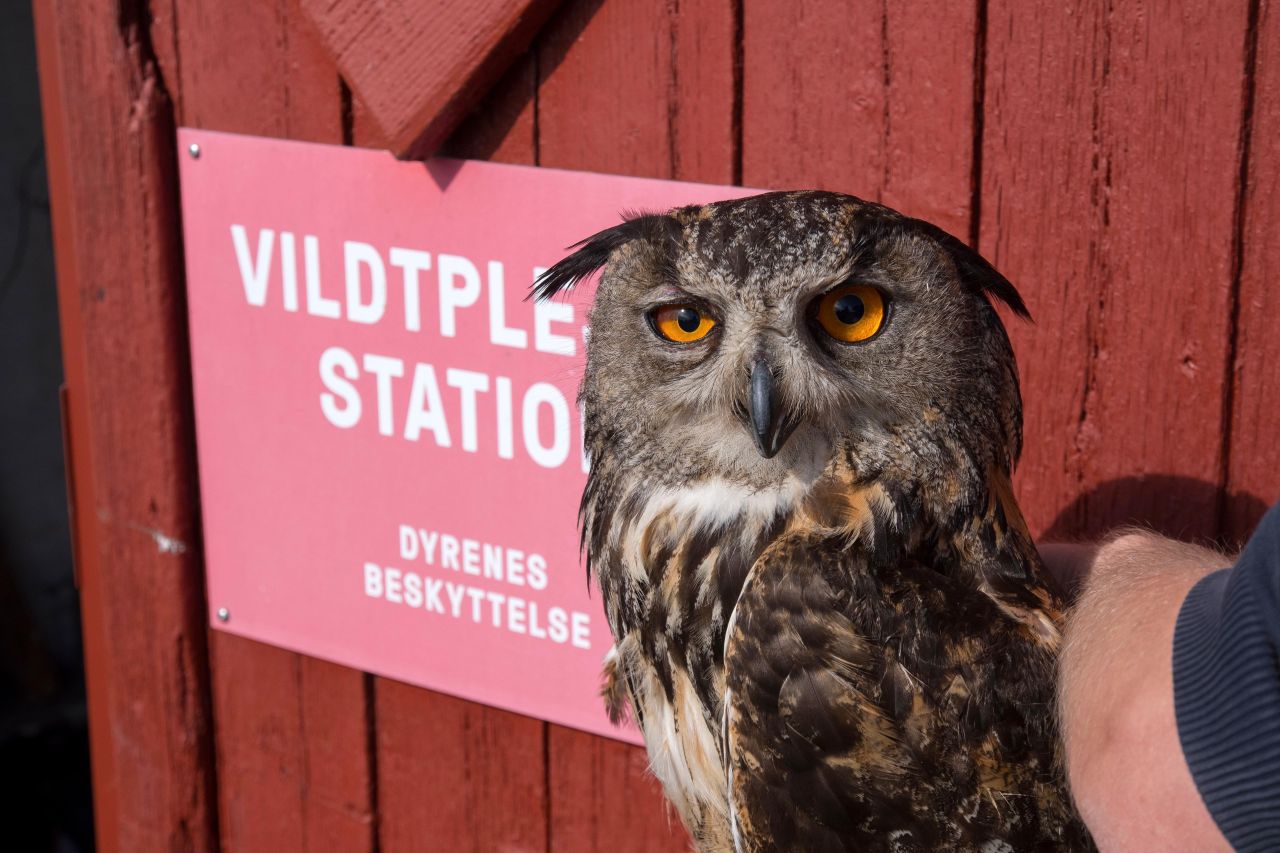 storhonrjerup 23 07 2026