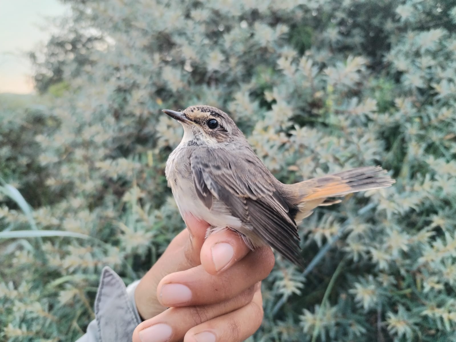 bluethroat