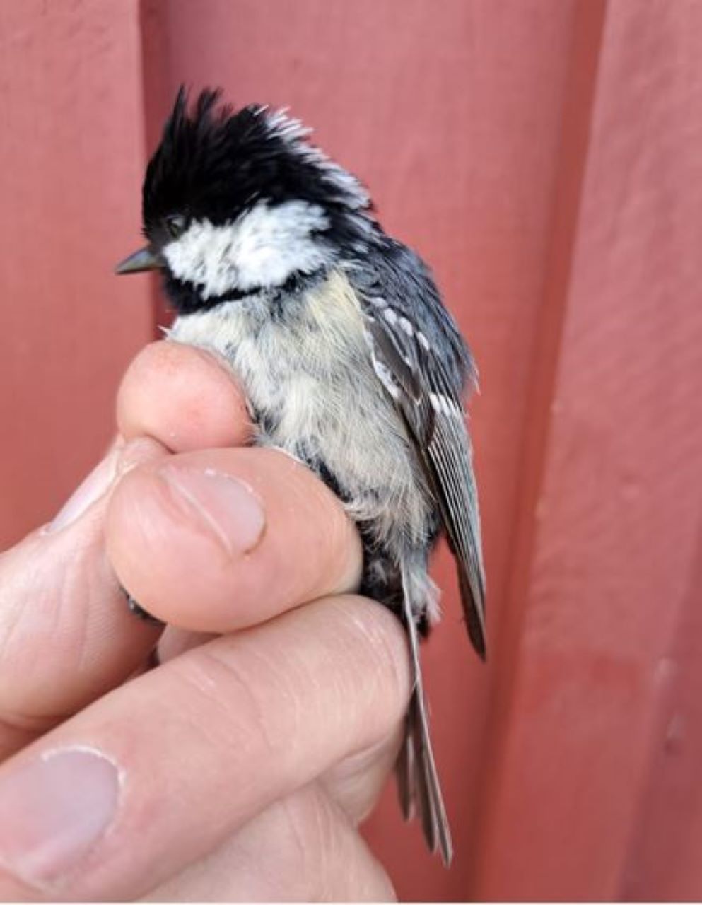 coaltit