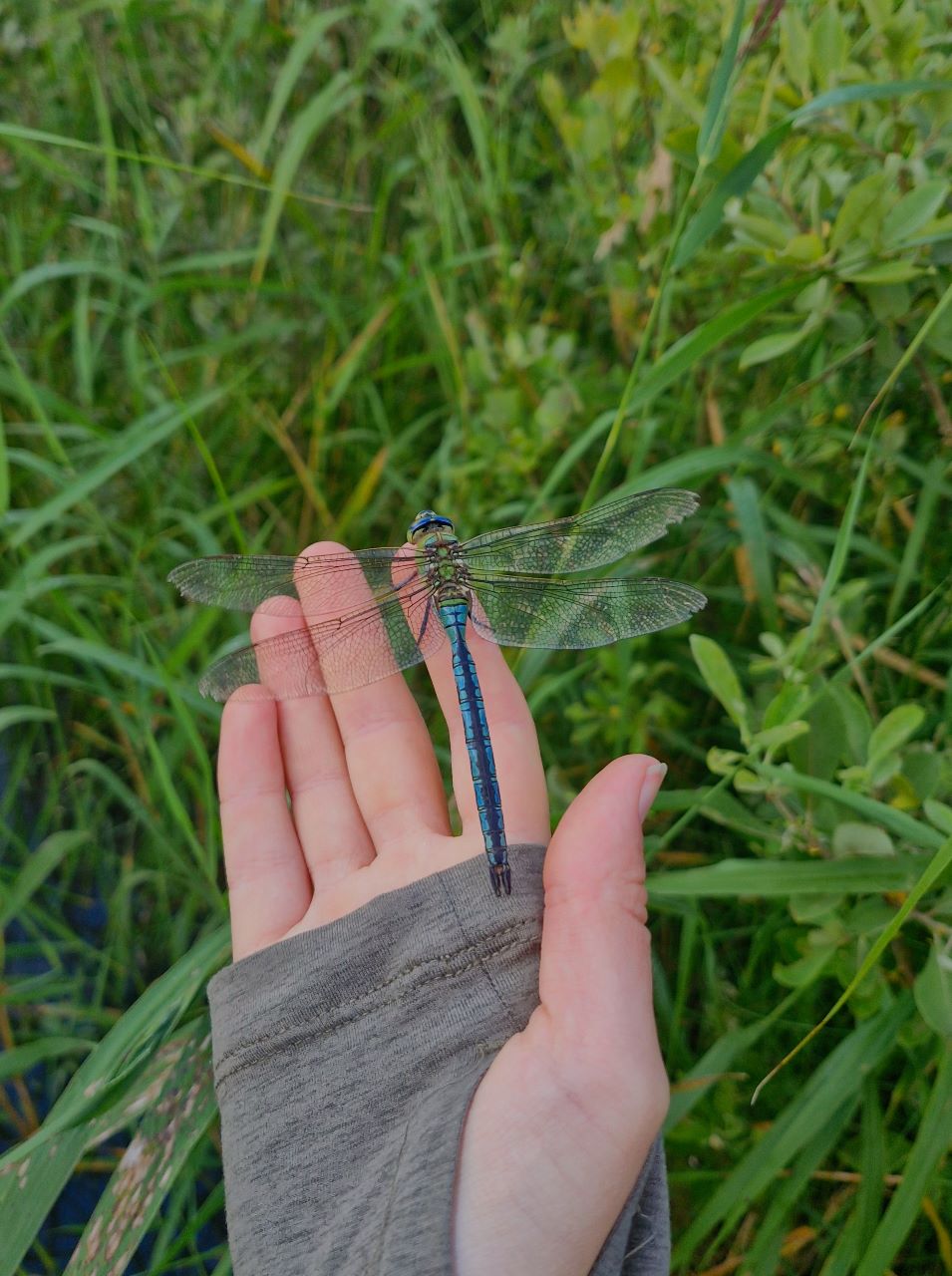 dragonfly2