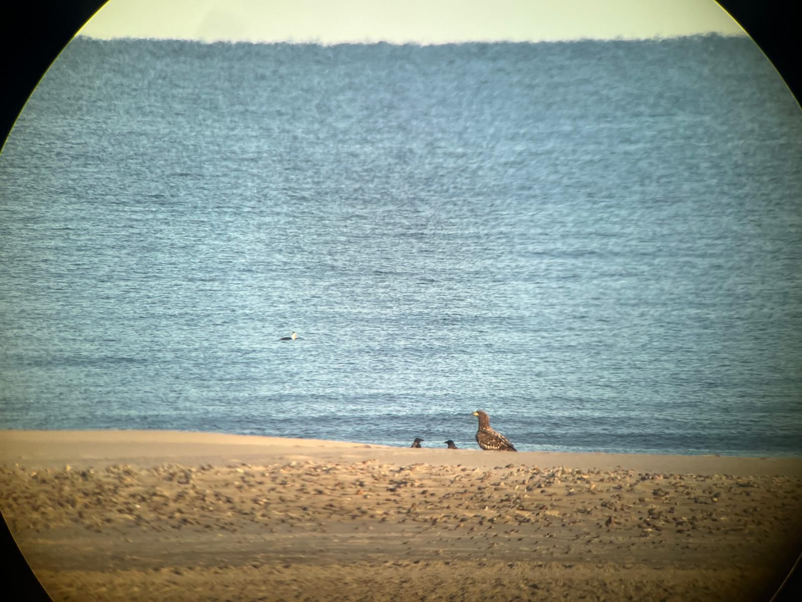 eagle13.10.jpg