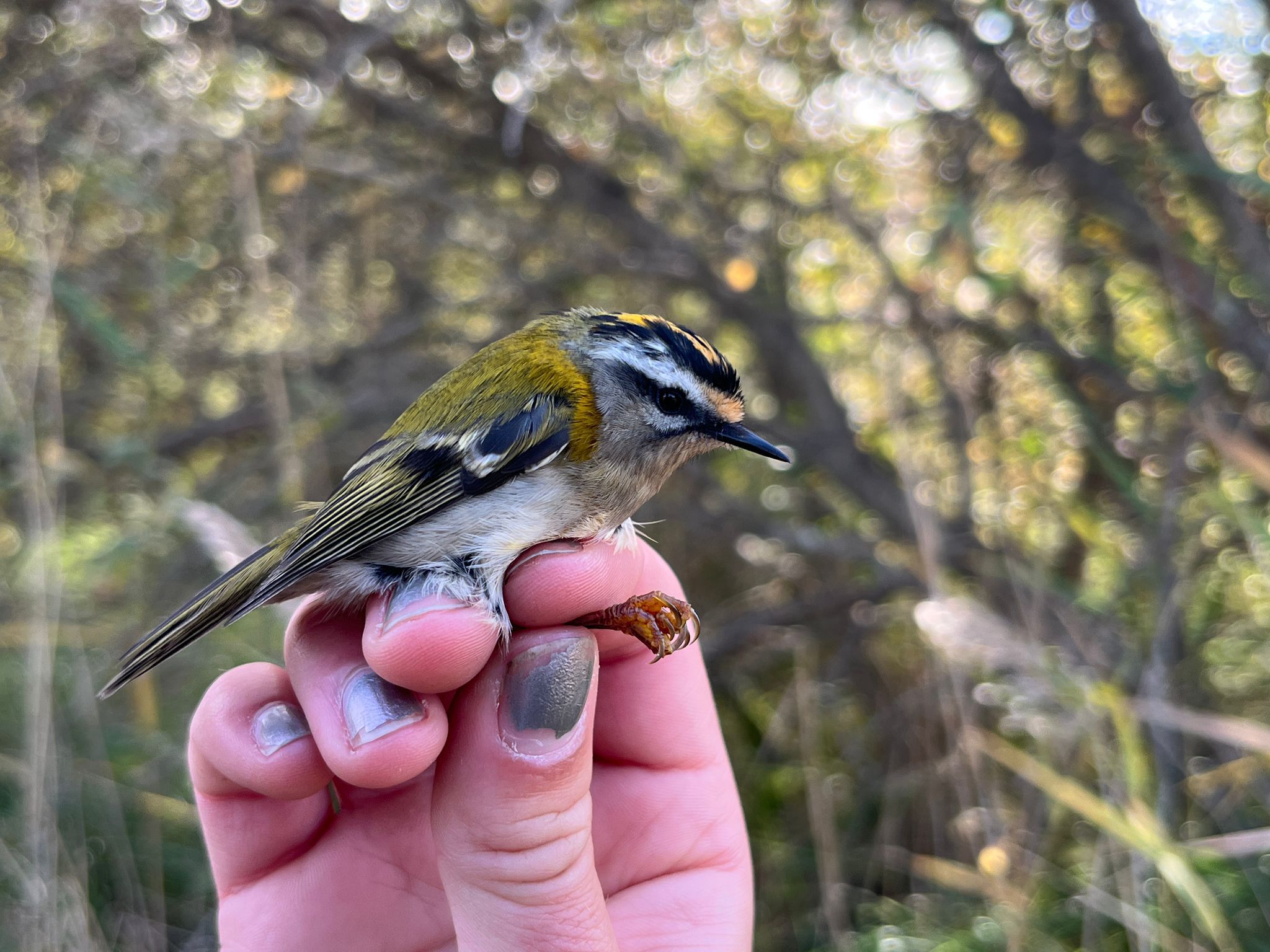 firecrest_13.10.jpg