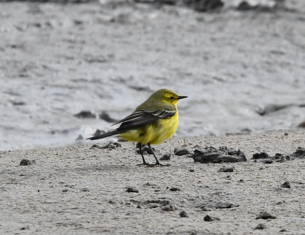 flavissima Image 2025 05 02 at 18.36.33