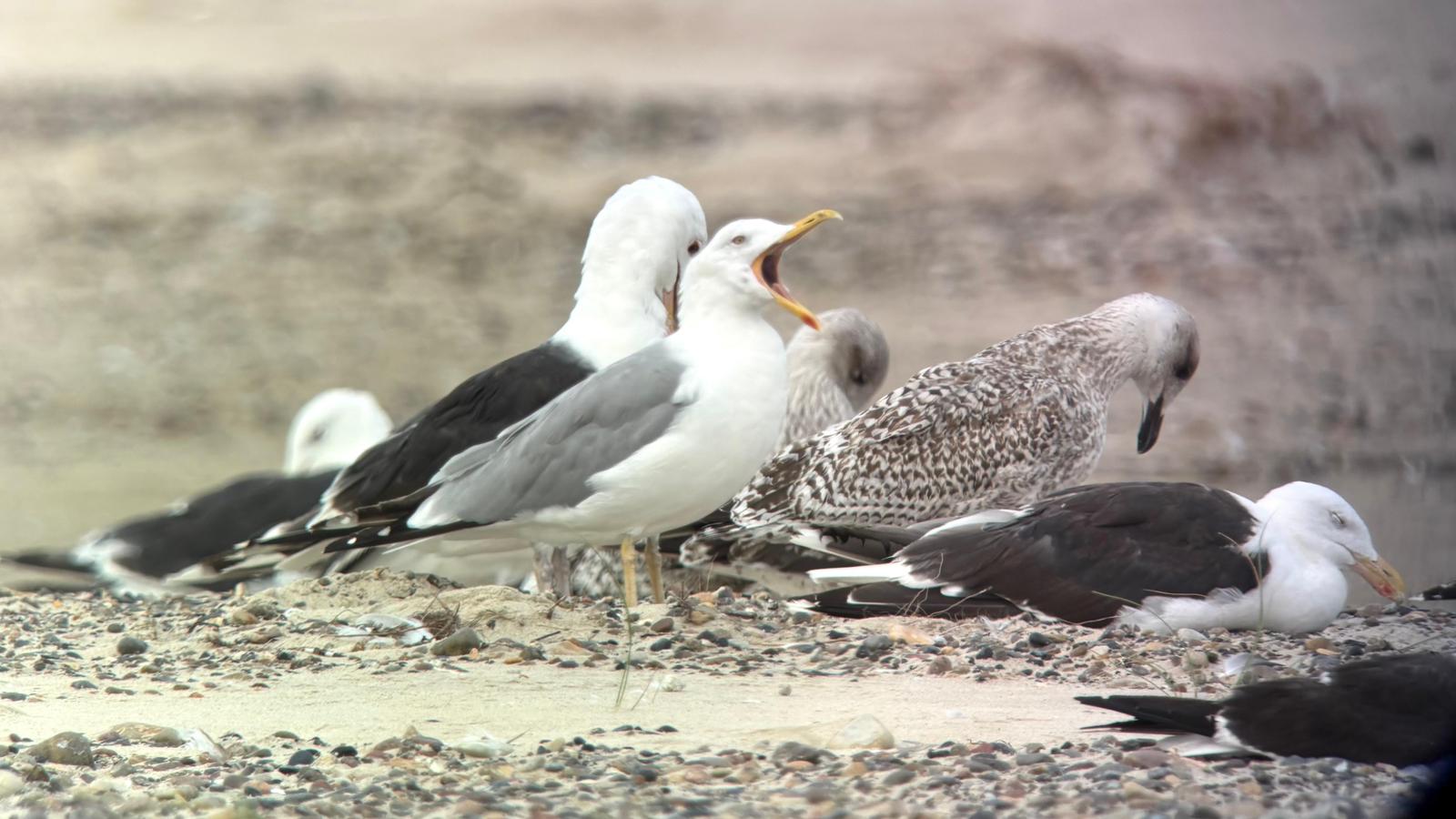 gull_yawn.jpg