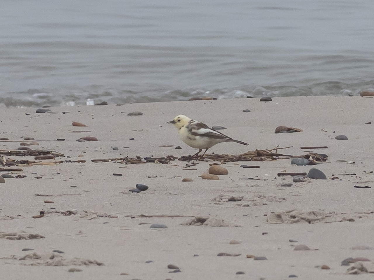 leucistic Rockpipit