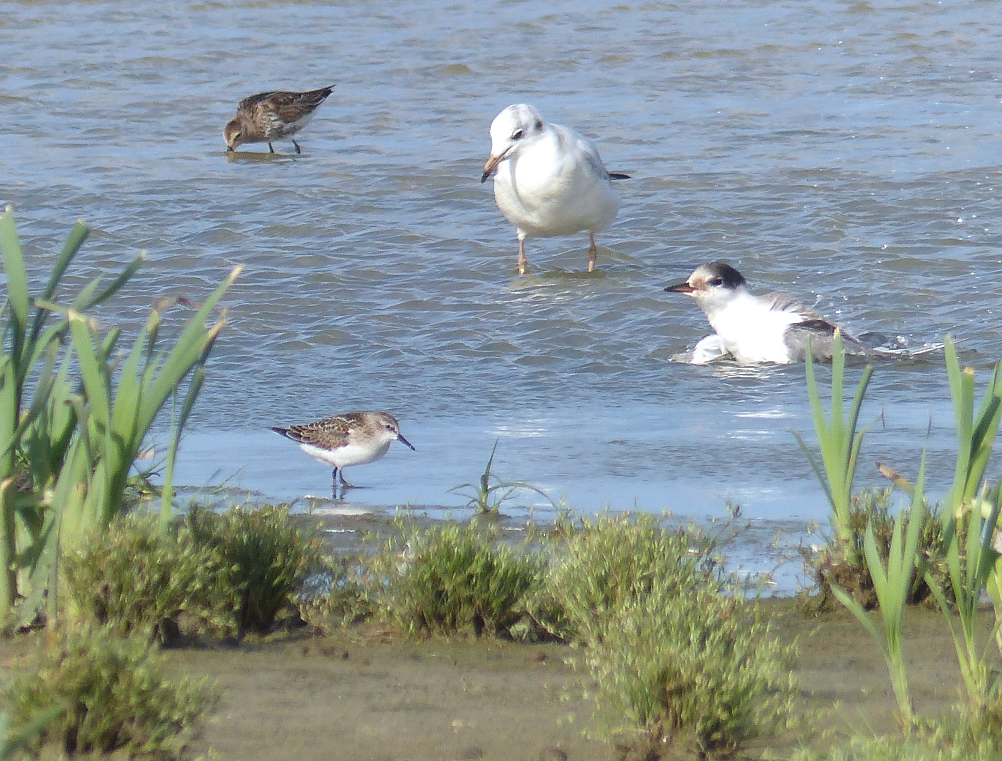 littlestint