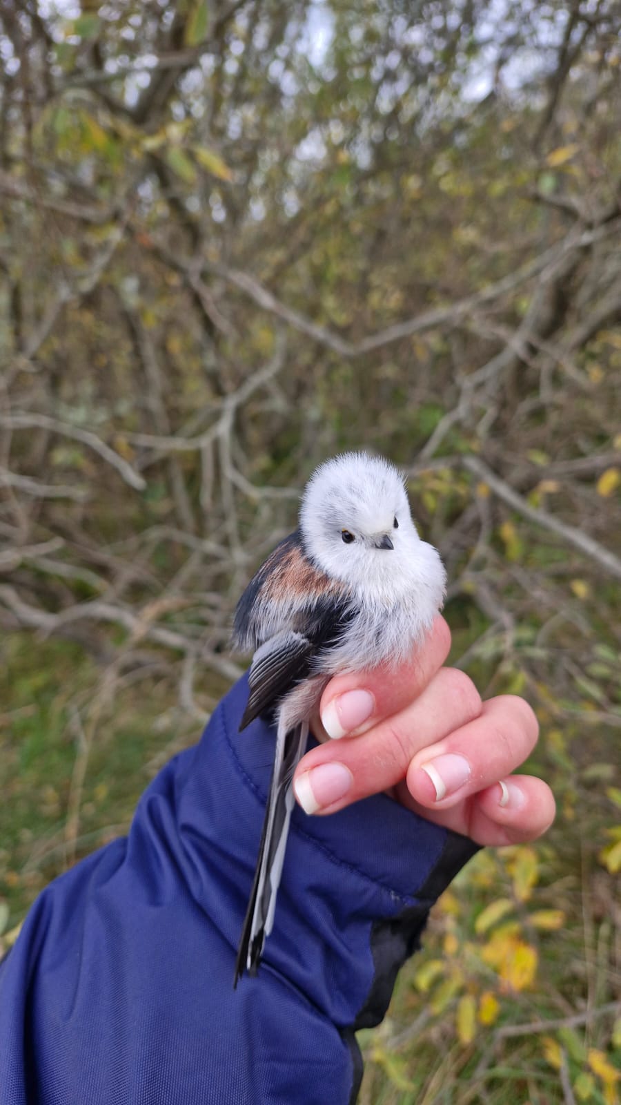 longtailedtit