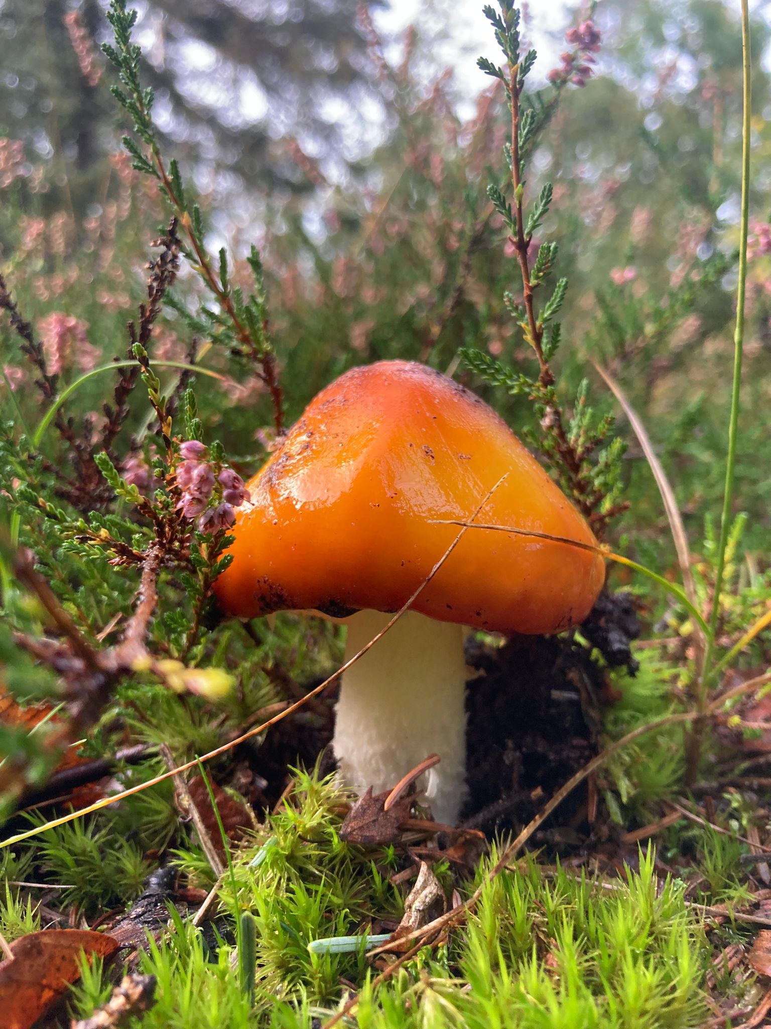 mushroom07.10.jpg