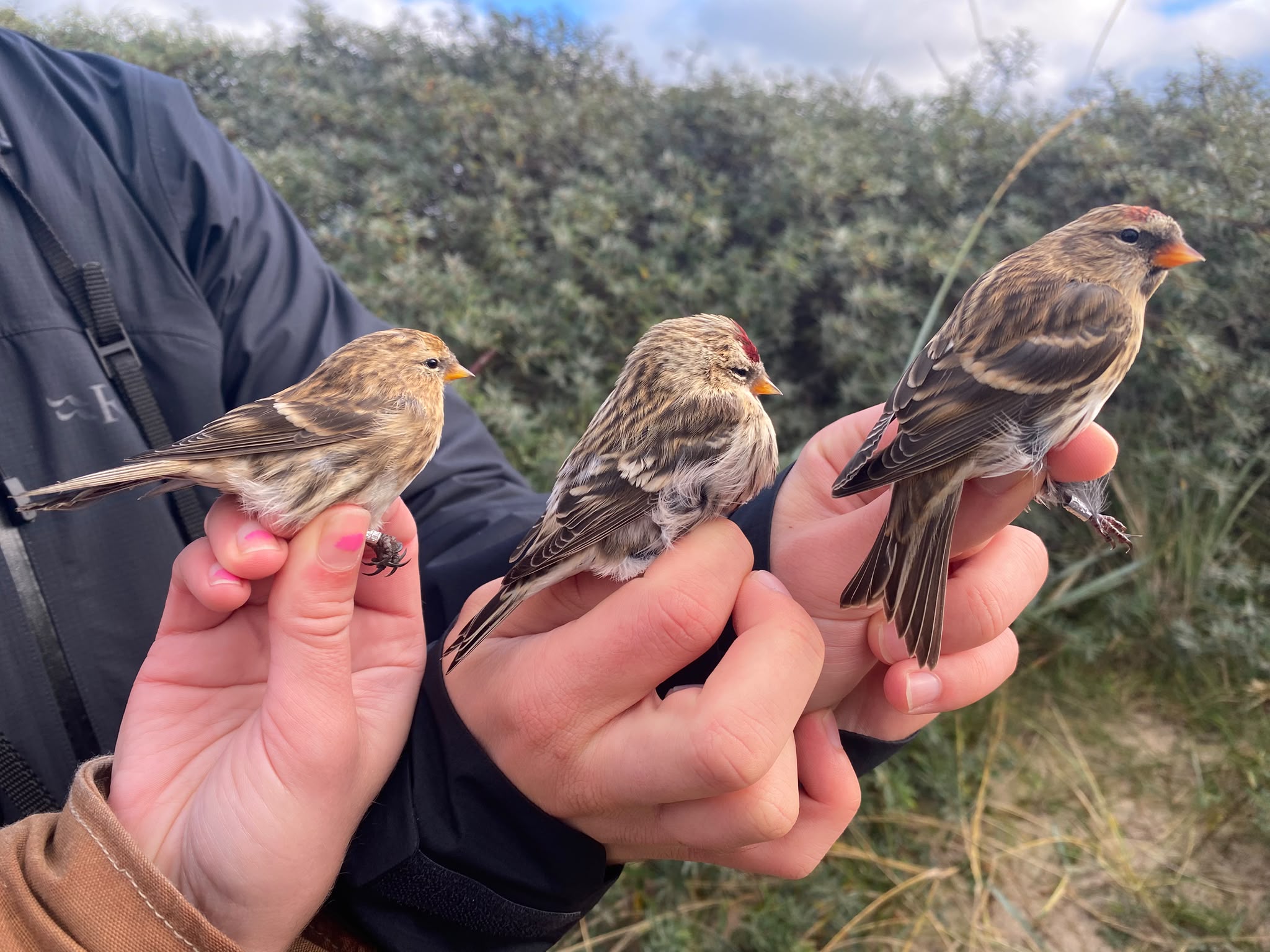 redpolls11.10.26.jpeg