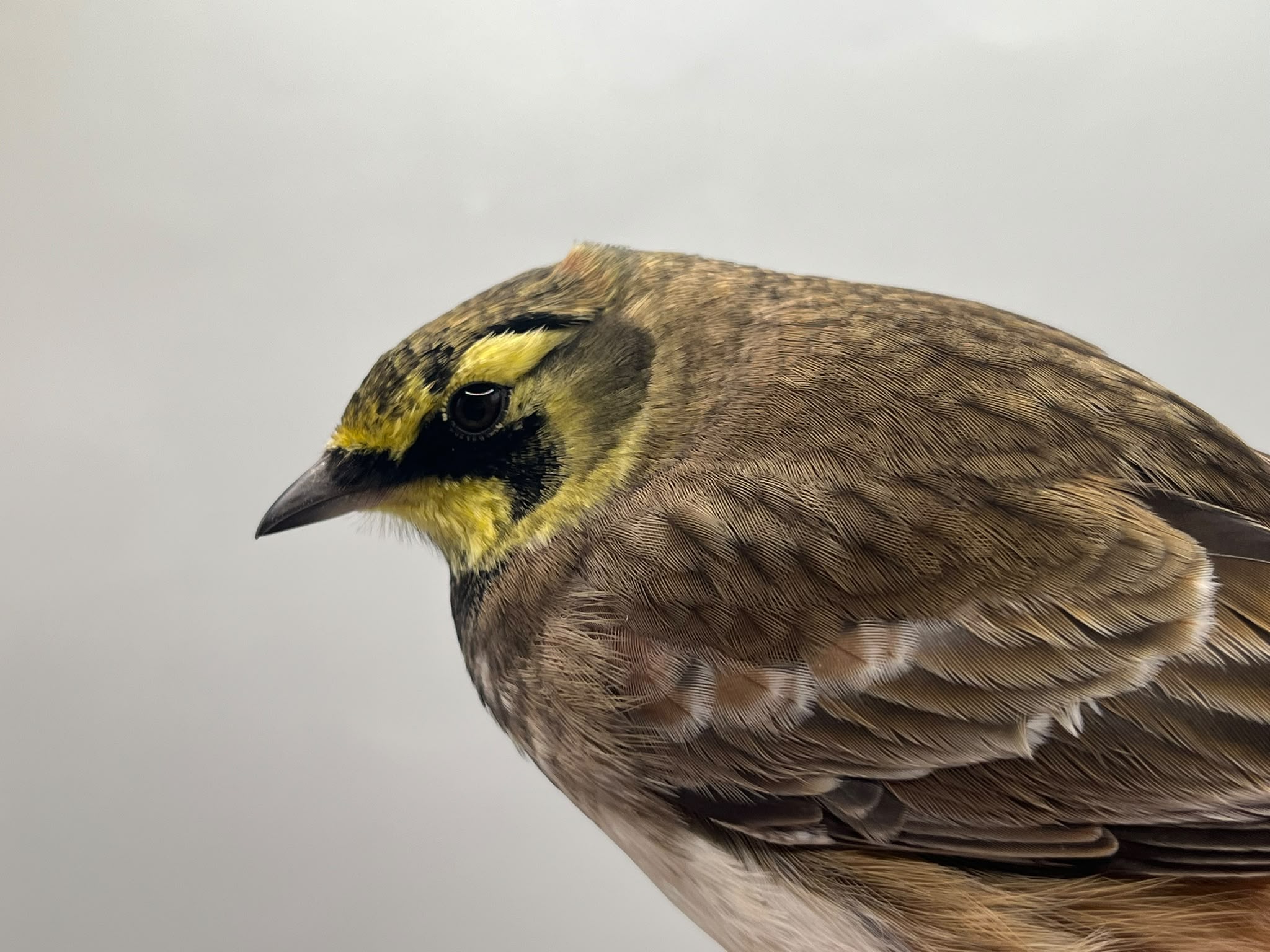 shorelark11.10.26.jpeg