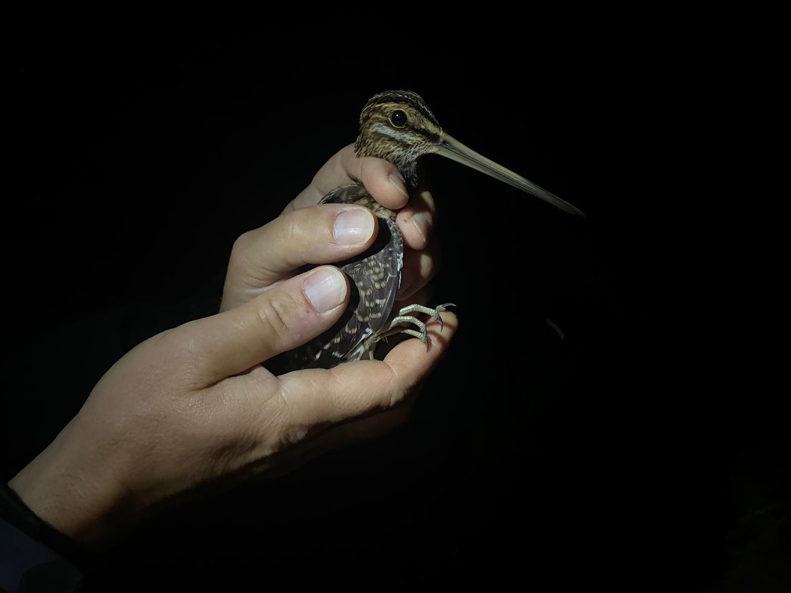 snipe in hand