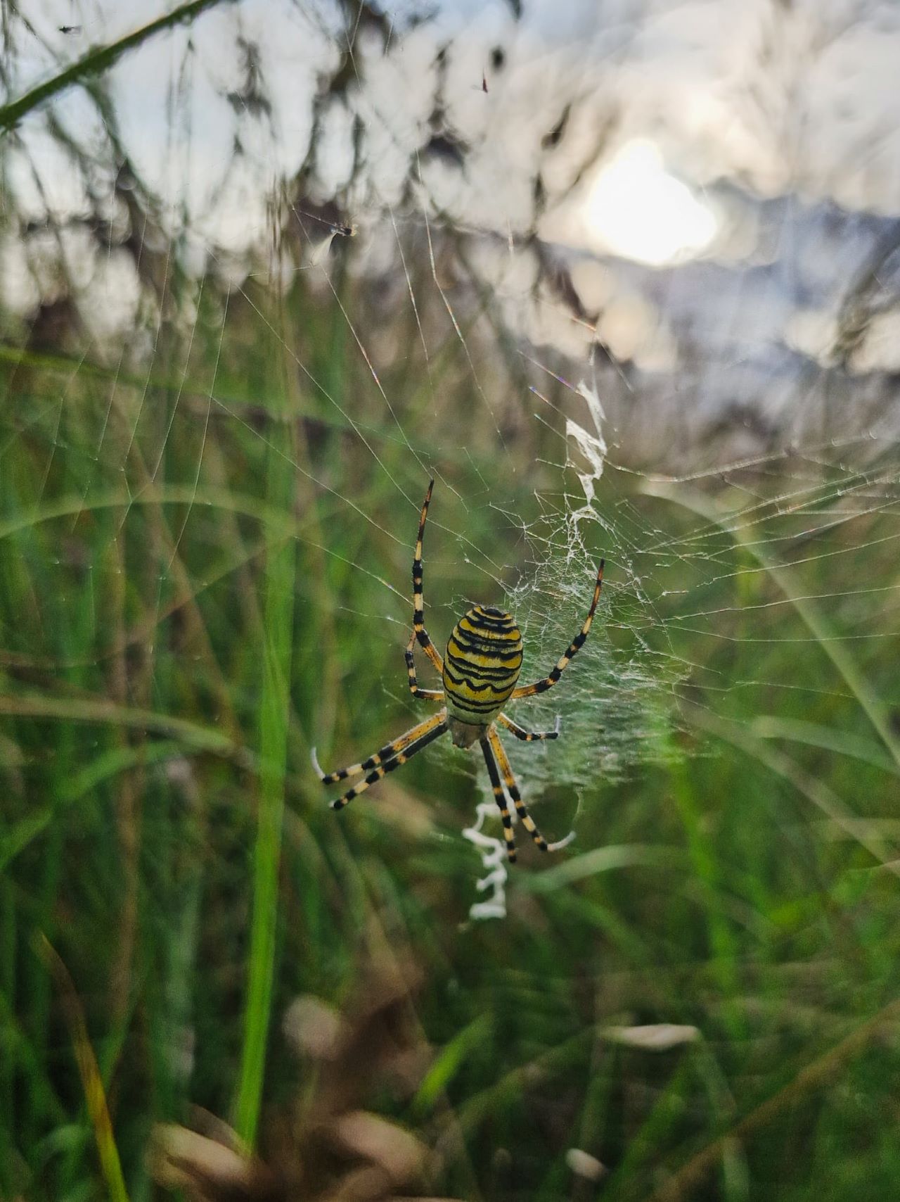 wasp spider aug 13